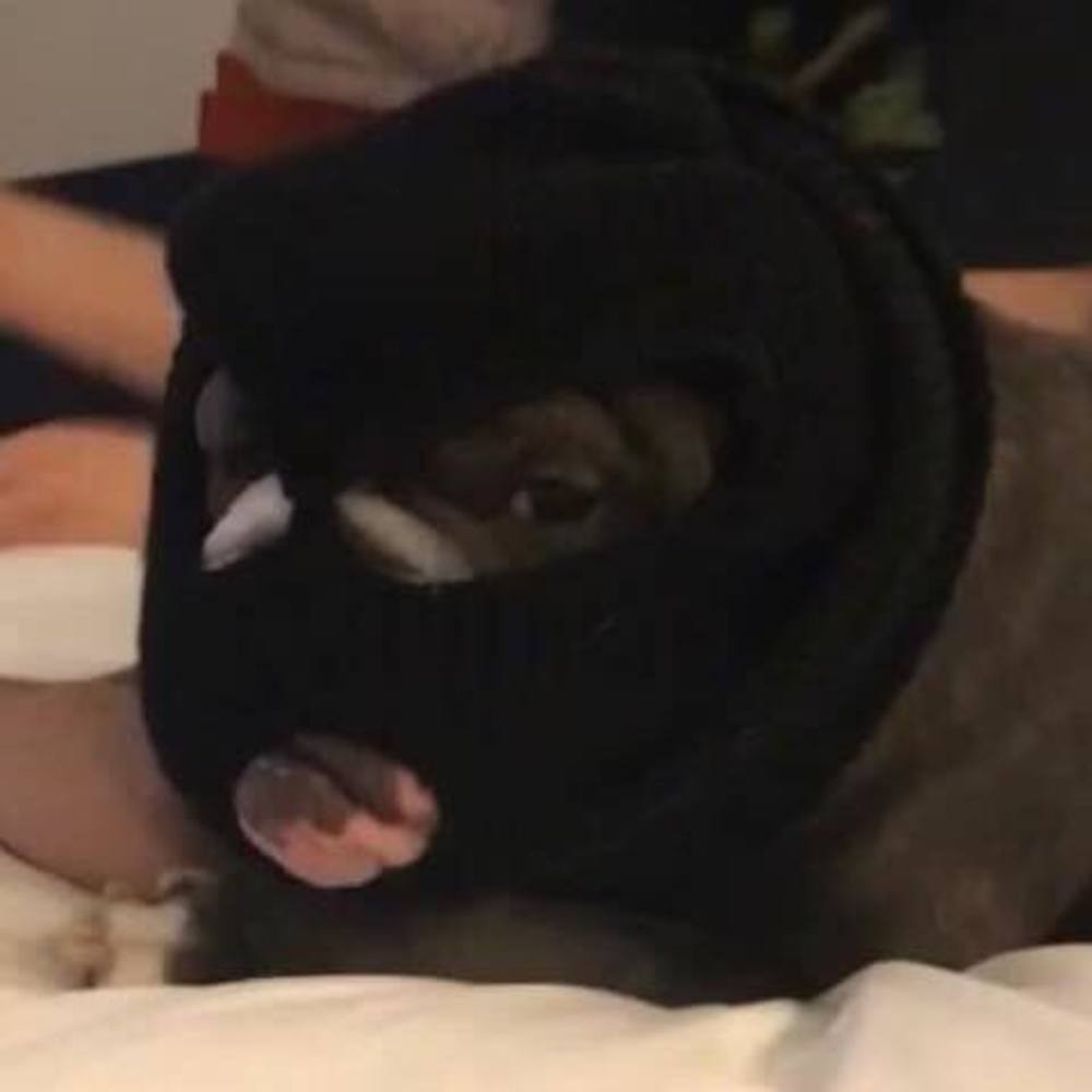 Meet your Posher, Loren alec